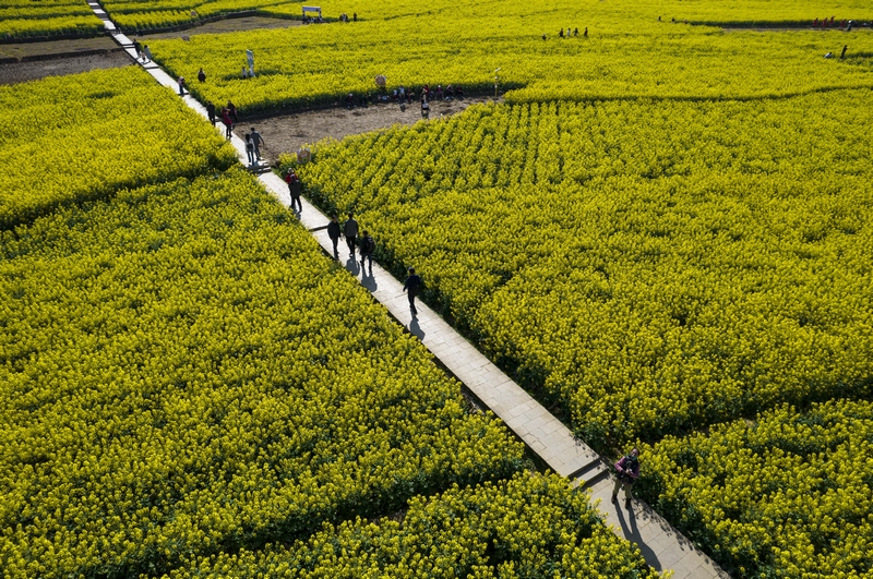 游客在黔西市洪水鎮(zhèn)解放村觀賞油菜花（無人機(jī)照片）。