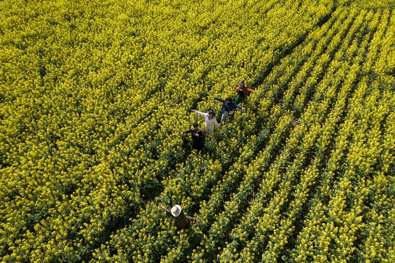 日，游客在黔西市洪水鎮(zhèn)解放村觀賞油菜花（無人機(jī)照片）。