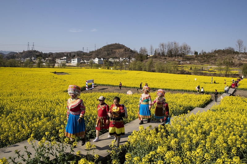 游客在黔西市洪水鎮(zhèn)解放村觀賞油菜花。