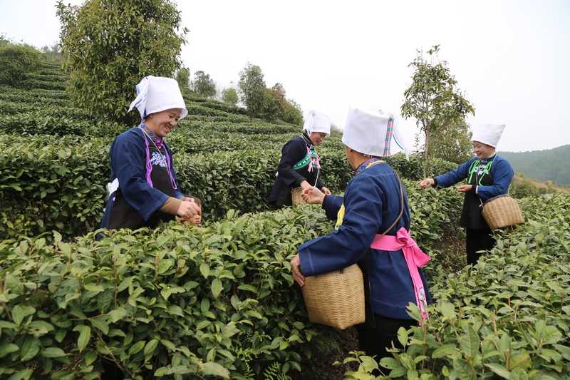 茶顏悅春色 頭茶采摘忙。