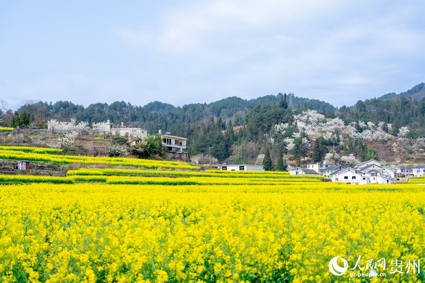 貴陽(yáng)市觀山湖區(qū)百花湖鎮(zhèn)下麥城村盛開的油菜花。人民網(wǎng)記者 涂敏攝