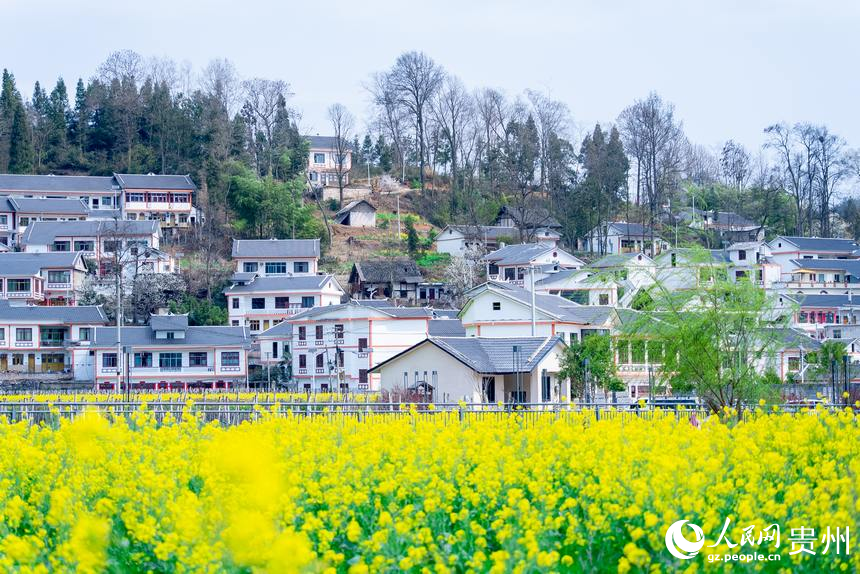 貴陽(yáng)市觀山湖區(qū)百花湖鎮(zhèn)下麥城村盛開的油菜花。人民網(wǎng)記者 涂敏攝