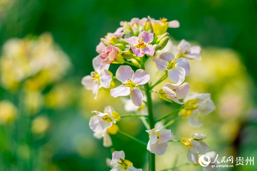 下麥城村盛開(kāi)的油菜花。人民網(wǎng)記者 涂敏攝