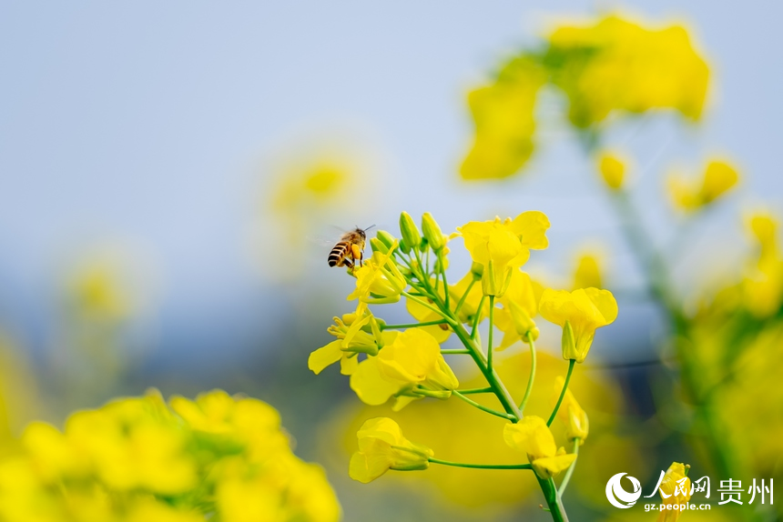 在油菜花中忙碌的蜜蜂。人民網(wǎng)記者 涂敏攝