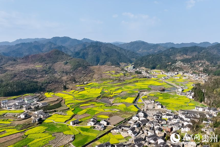 航拍百花湖鎮(zhèn)下麥城村盛開的油菜花。人民網(wǎng)記者 涂敏攝