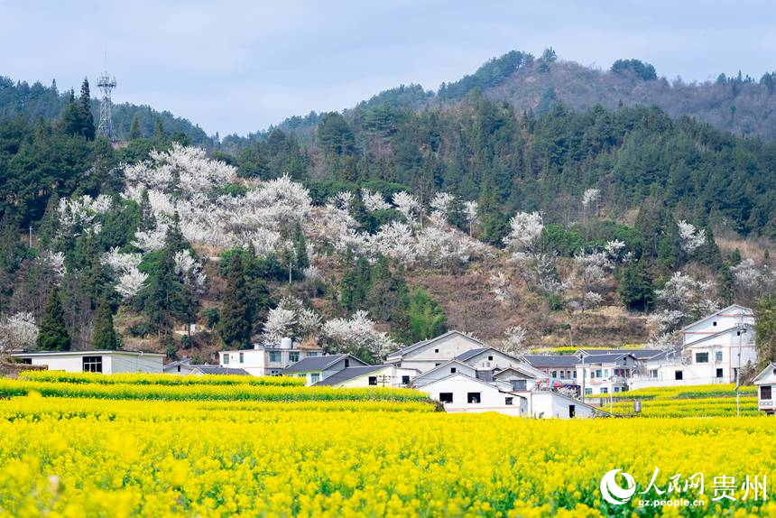 下麥城村盛開的油菜花。人民網(wǎng)記者 涂敏攝