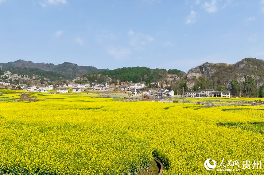 貴陽(yáng)市觀山湖區(qū)百花湖鎮(zhèn)下麥城村盛開(kāi)的油菜花。人民網(wǎng)記者 涂敏攝