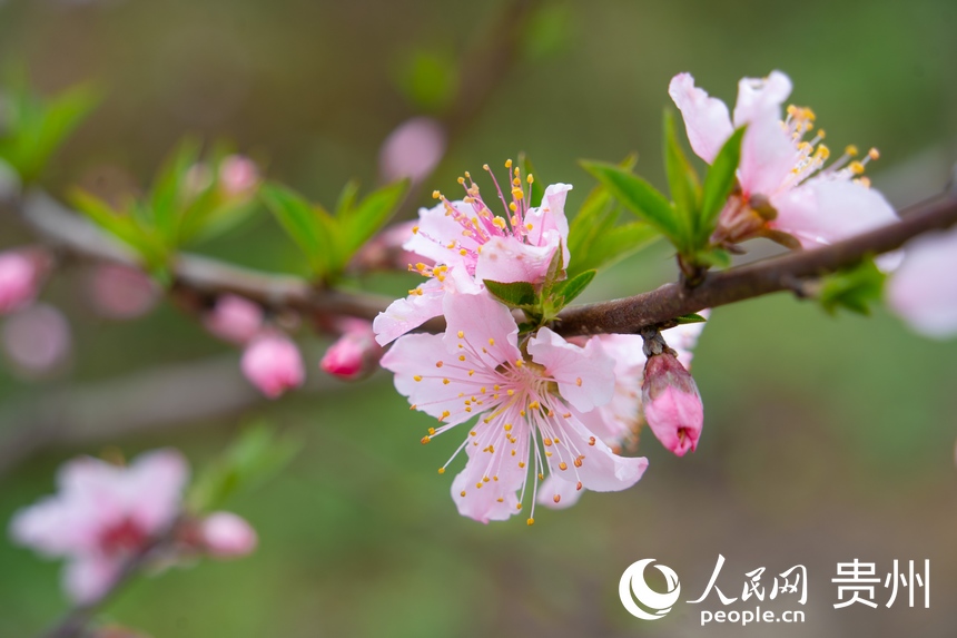 桃花綻放于枝頭。人民網(wǎng) 陽(yáng)茜攝