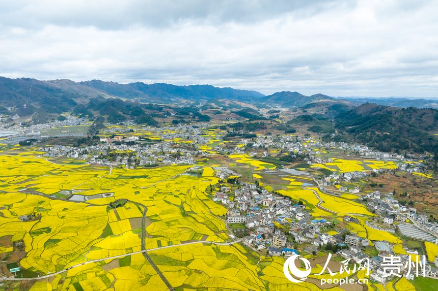 航拍貴州省金沙縣板橋社區(qū)的千畝油菜花。人民網(wǎng)記者 涂敏攝