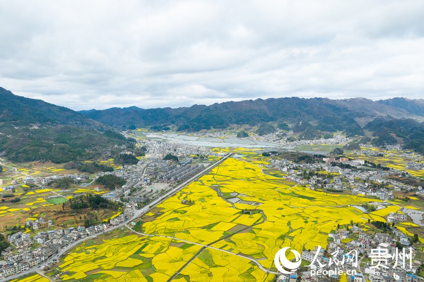 航拍貴州省金沙縣板橋社區(qū)的千畝油菜花。人民網(wǎng)記者 涂敏攝