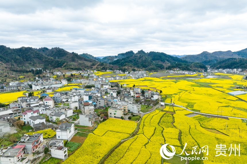 航拍貴州省金沙縣板橋社區(qū)的千畝油菜花。人民網(wǎng)記者 涂敏攝