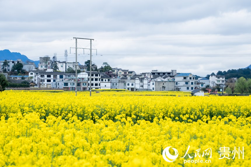 盛開的油菜花與民居。人民網(wǎng) 顧蘭云攝