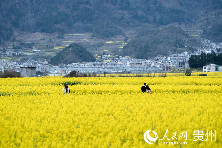 游客在油菜花海內(nèi)打卡拍照。人民網(wǎng) 顧蘭云攝