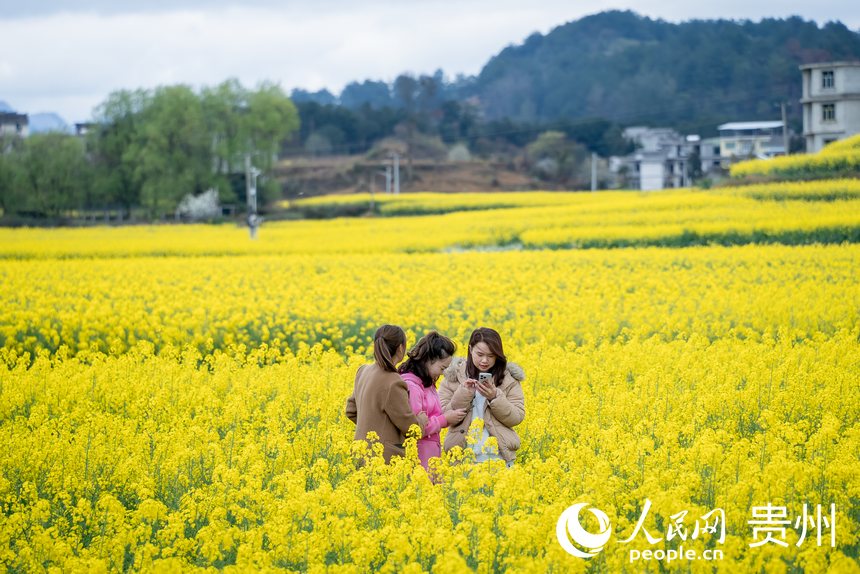 游客結(jié)伴在油菜花海內(nèi)打卡拍照。人民網(wǎng) 顧蘭云攝