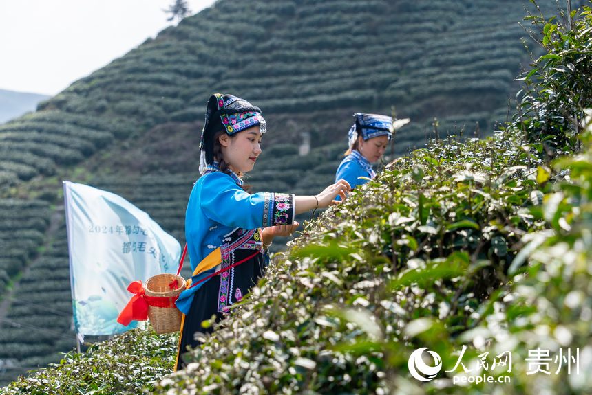 活動現(xiàn)場，采茶女在茶園內(nèi)采摘春茶。人民網(wǎng)記者 涂敏攝