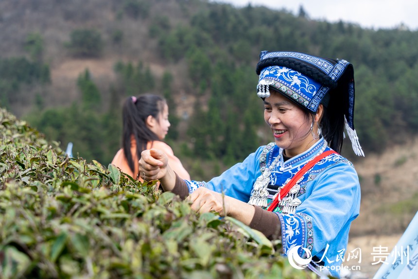 活動(dòng)現(xiàn)場(chǎng)，采茶女在茶園內(nèi)采摘春茶。人民網(wǎng)記者 涂敏攝