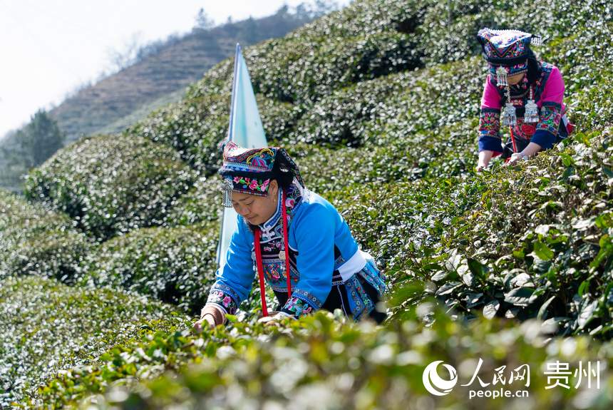 活動現(xiàn)場，采茶女在茶園內(nèi)采摘春茶。人民網(wǎng)記者 涂敏攝