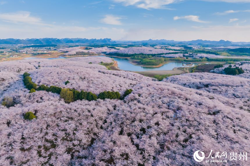 航拍貴安萬畝櫻花園。人民網(wǎng) 陽茜攝