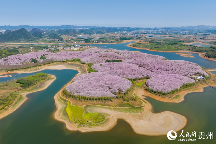 航拍貴安萬畝櫻花園。人民網(wǎng) 陽茜攝