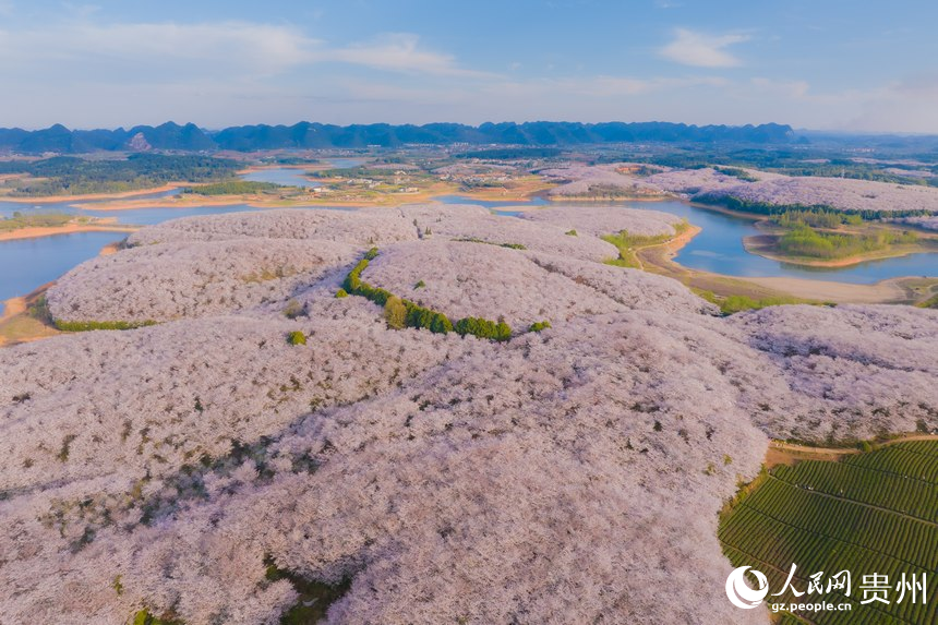 航拍貴安萬畝櫻花園。人民網(wǎng) 陽茜攝