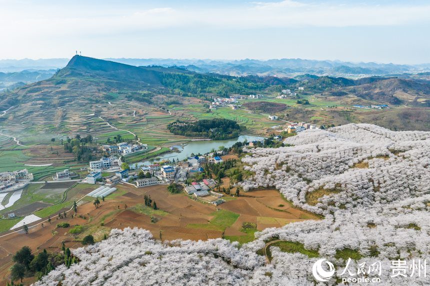 航拍貴州安順黃臘櫻花園。人民網(wǎng)記者 趙靜攝