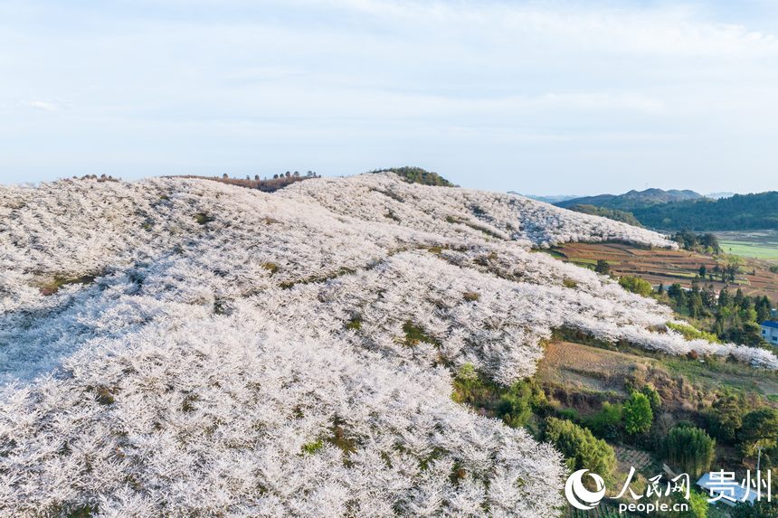 航拍貴州安順黃臘櫻花園。人民網(wǎng)記者 涂敏攝