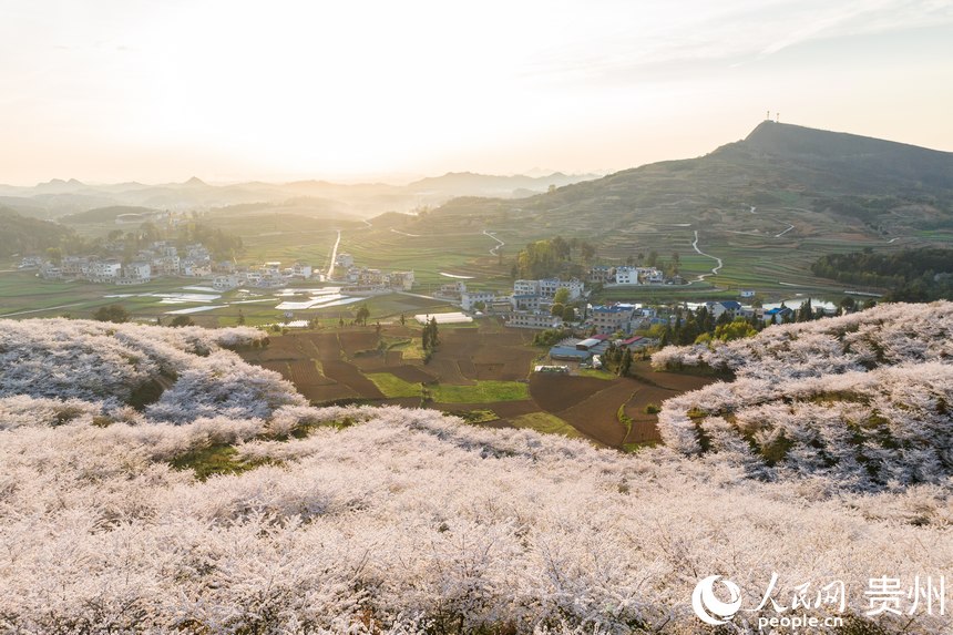 夕陽下的黃蠟櫻花園。人民網(wǎng)記者 涂敏攝