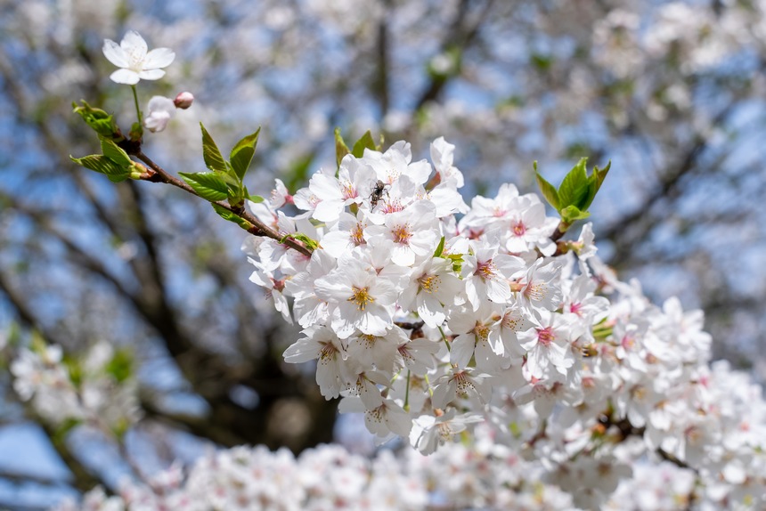 櫻花園內(nèi)盛開(kāi)的櫻花。彭興健攝