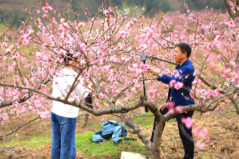 6. 3月27日 慕名前來的游客正在花海中賞花打卡。（潘文 攝）