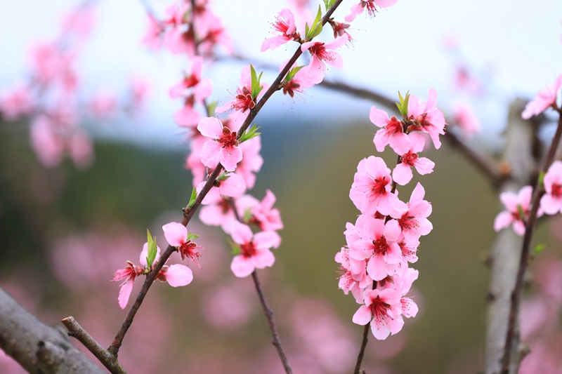 3. 3月27日 劍河縣岑松鎮(zhèn)塘腳村嫵陽(yáng)紅桃桃花綻放，美輪美奐。（潘文 攝）