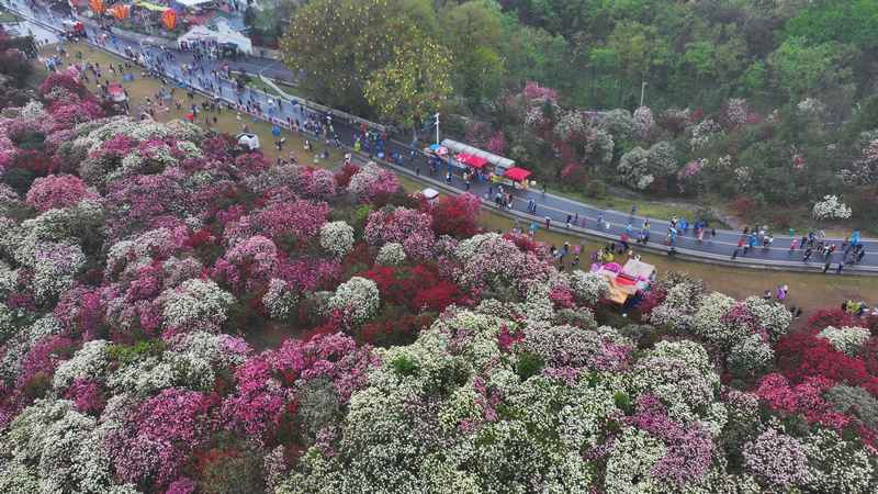 4月4日，在貴州畢節(jié)百里杜鵑普底景區(qū)錦繡坪，游客正在賞花。楊品益攝