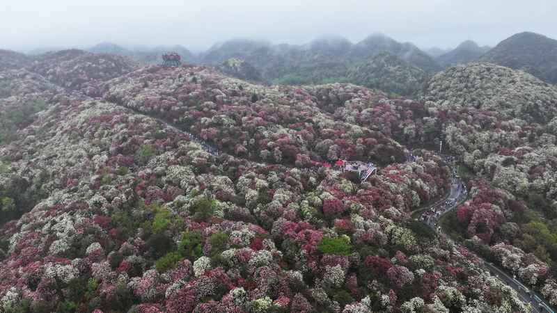 4月4日，在貴州畢節(jié)百里杜鵑普底景區(qū)數(shù)花峰，游客正在賞花。楊品益攝