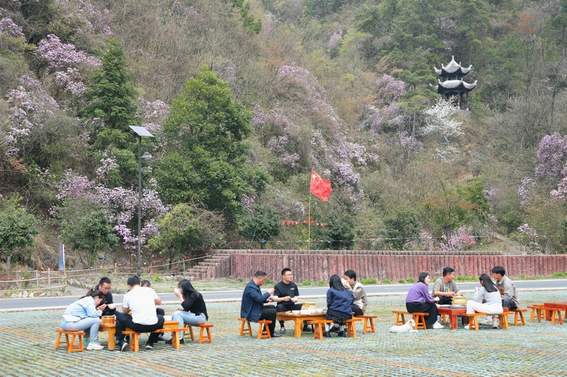 梵凈山萬畝杜鵑花引客來。