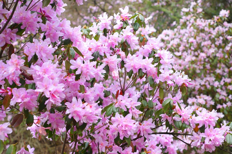 梵凈山萬畝杜鵑花盛開。