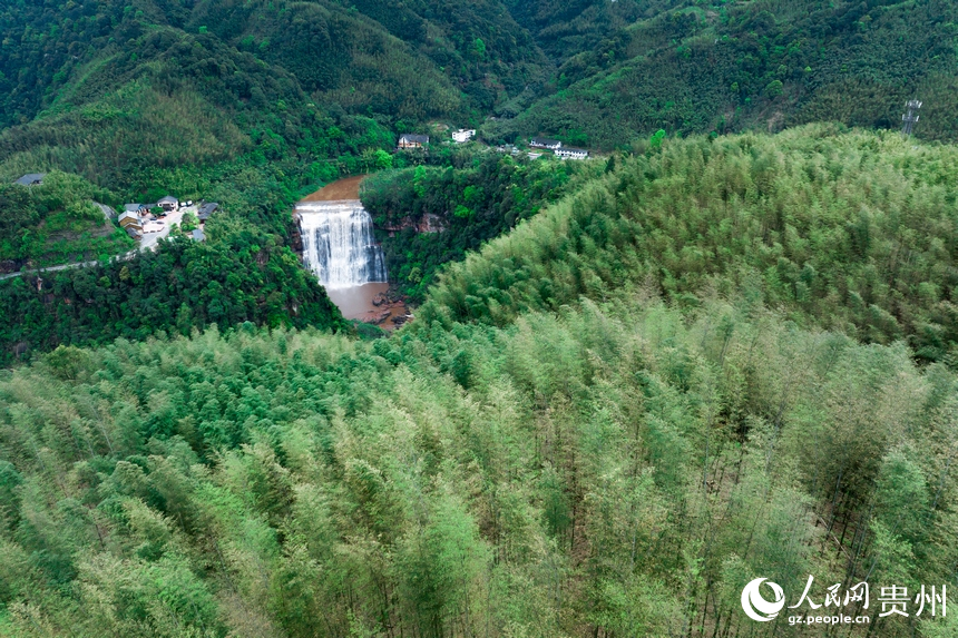 山間起伏的竹林與赤水大瀑布同框。人民網(wǎng)記者 涂敏攝