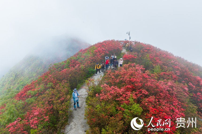 游客在杜鵑花叢中游玩賞花。人民網(wǎng)記者 涂敏攝