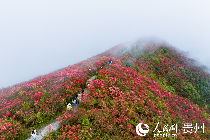 航拍龍泉山上盛開的杜鵑花。人民網(wǎng)記者 涂敏攝