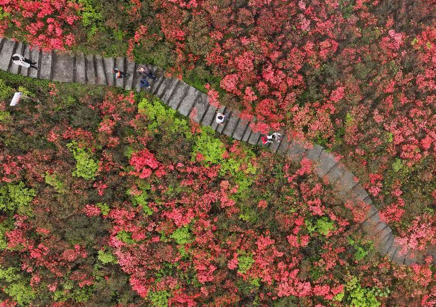 游客在杜鵑花叢中游玩賞花。文興貴攝