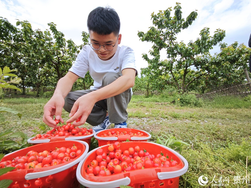 采摘后即將上市的櫻桃。人民網(wǎng) 龍章榆攝