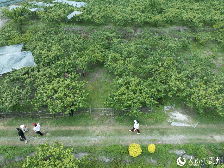 櫻桃園吸引眾多游客入園體驗(yàn)采摘。人民網(wǎng) 龍章榆攝