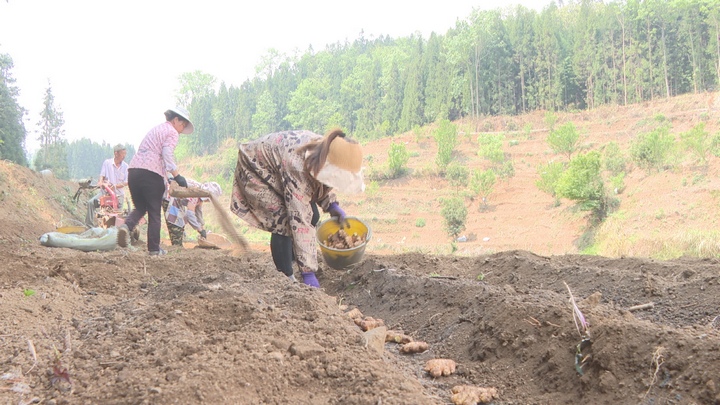 村民正在種植姜。