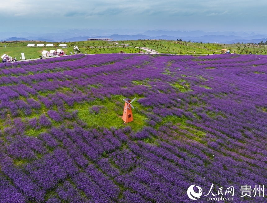 航拍高坡馬鞭草花海。人民網(wǎng) 陽茜攝