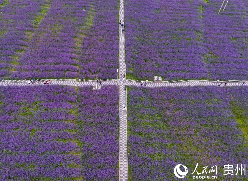 航拍高坡馬鞭草花海。人民網(wǎng)記者 高華攝