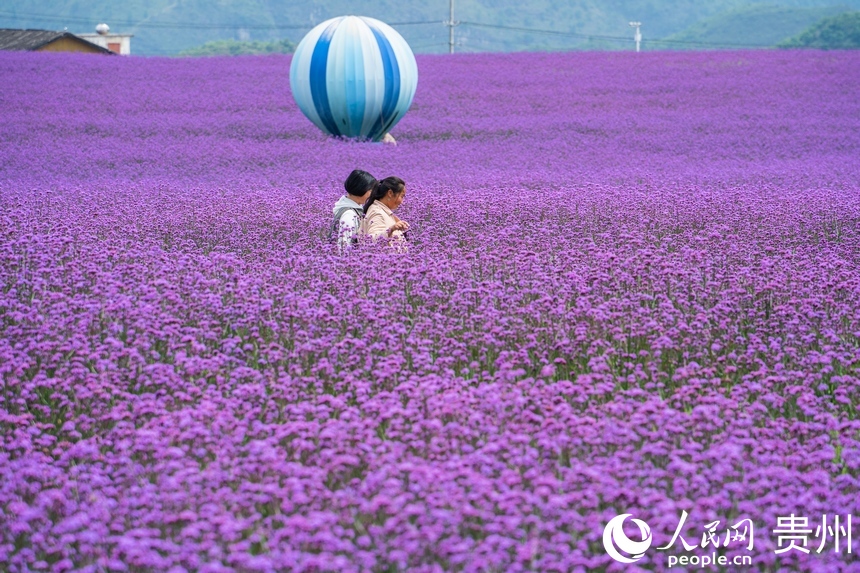 花海中修建了熱氣球裝飾方便游人打卡。人民網(wǎng) 陽茜攝