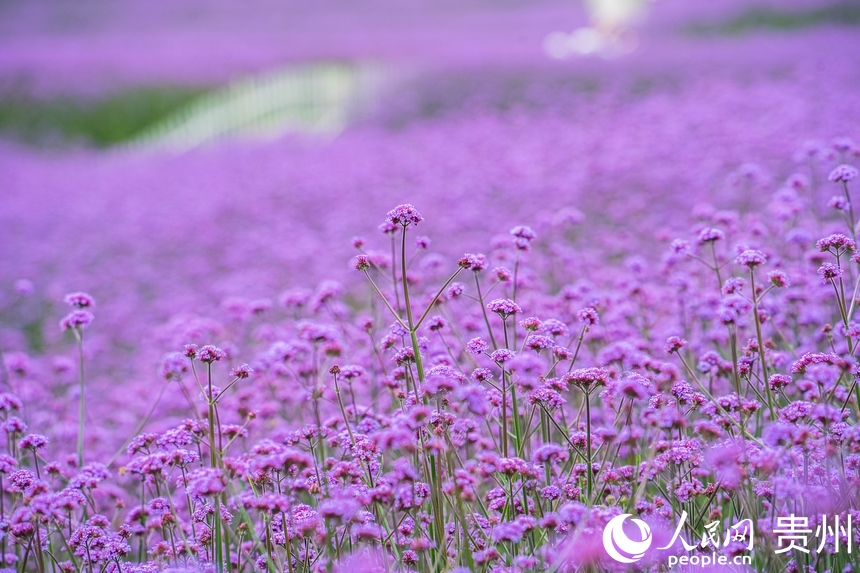 馬鞭草連成一片形成了紫色花海。人民網(wǎng) 陽(yáng)茜攝