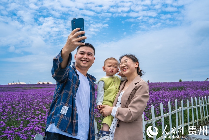 馬鞭草綻放引來游客打卡。人民網(wǎng) 陽茜攝