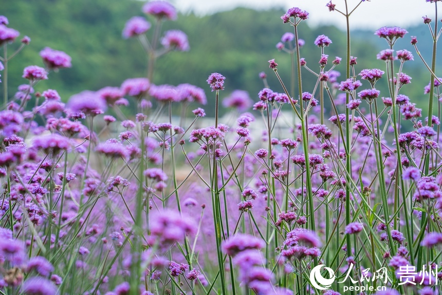 紫色花蕊綻放枝頭。人民網(wǎng) 陽茜攝