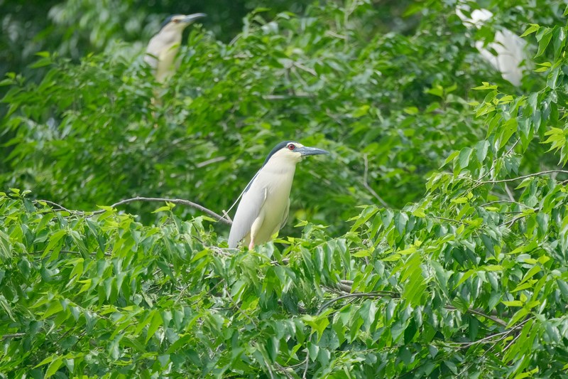 在劍河縣寨章村拍攝的鳥。楊家孟攝