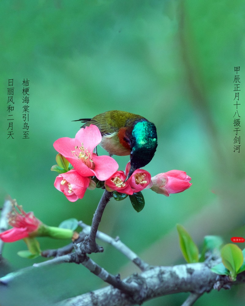 佇立在花中的太陽(yáng)鳥。楊清和攝