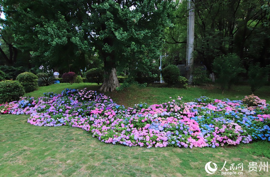 河濱公園內(nèi)綻放的繡球花。人民網(wǎng) 顧蘭云攝